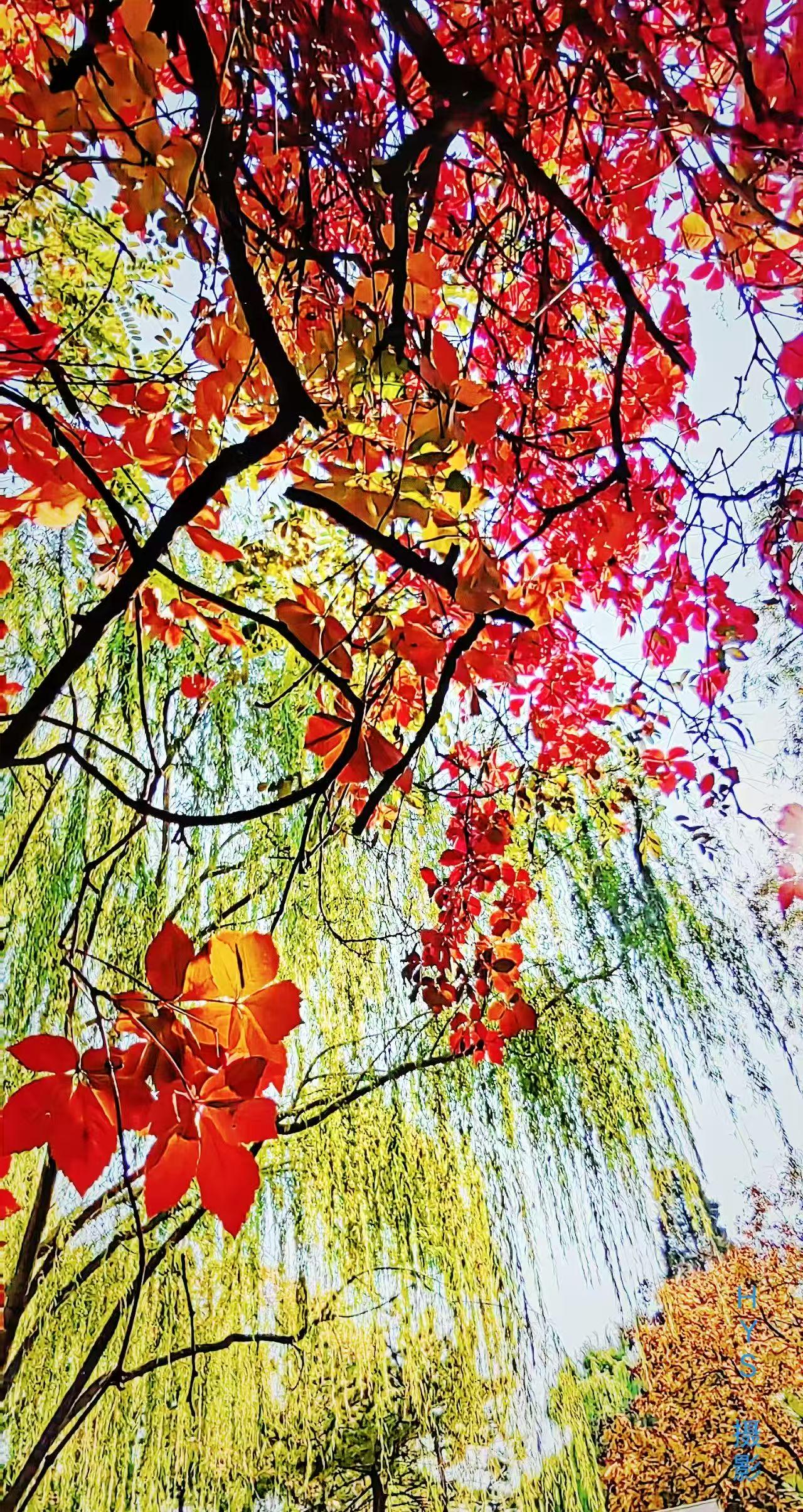 此张照片摄于天津水上公园盆景园。太美了，就象一幅国画作品，有红叶，有绿叶，有黄叶