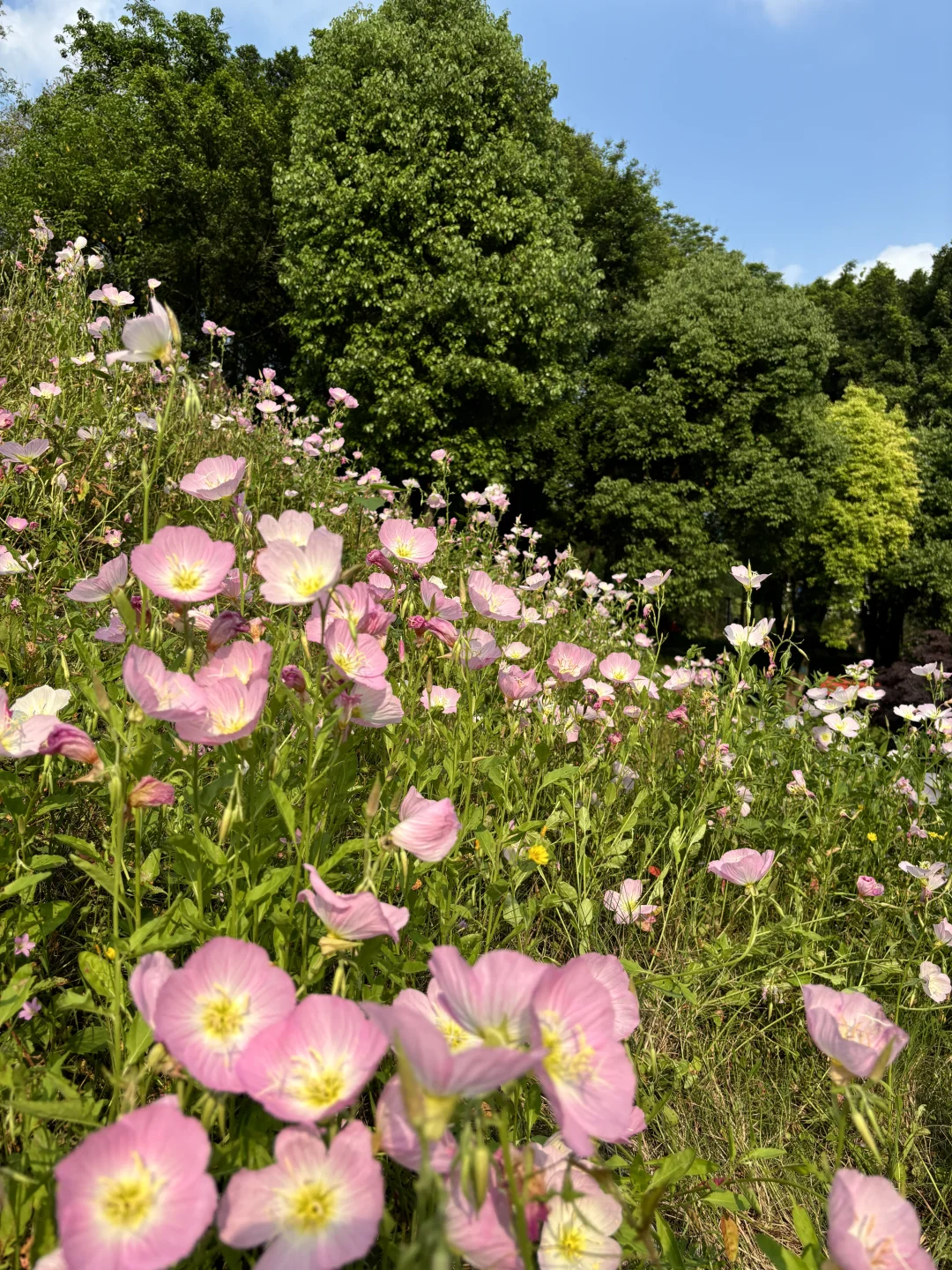 在冉家坝 月见草开得正盛🌸