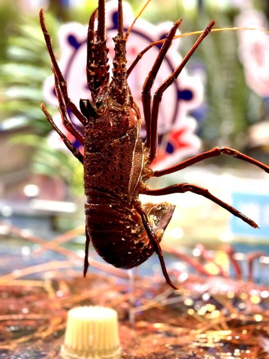 海鲜爱好者的天堂，就藏在白云机场旁！🦐🦑