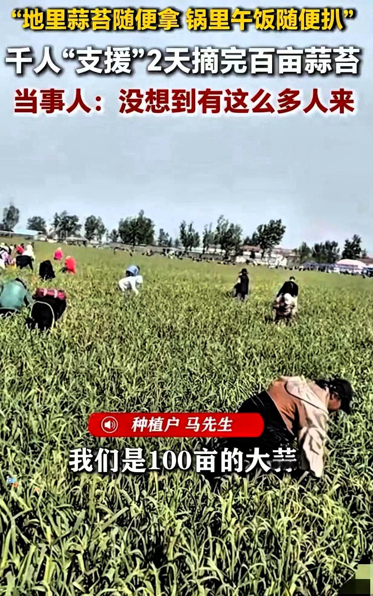 人怎么能聪明成这样？江苏徐州，男子种了一百多亩大蒜熟了，如果雇人摘，一个人一天得