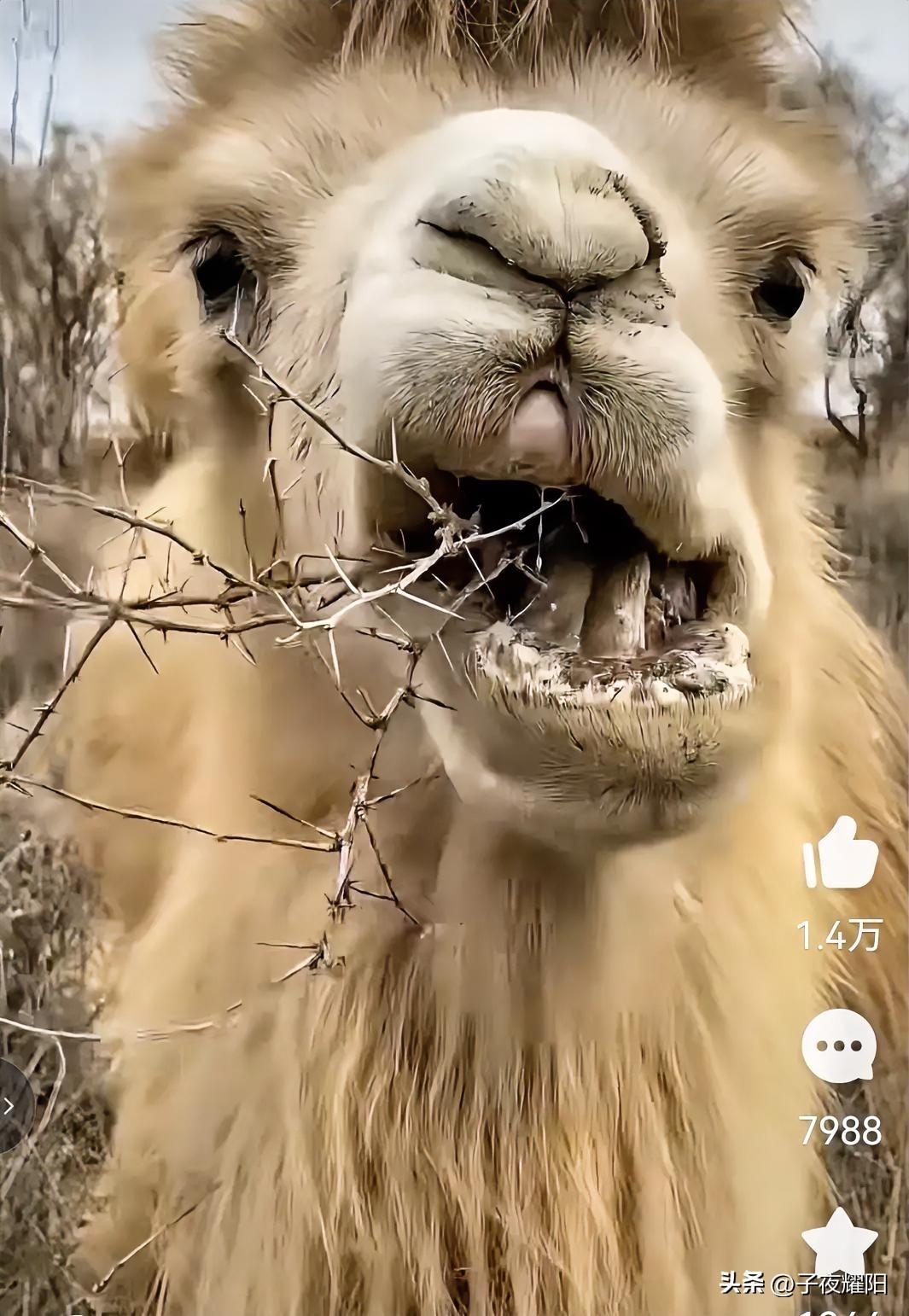 骆驼的口腔和消化系统是真的厉害，它不但可以轻易的咀嚼带刺的仙人掌，还可以轻易的咀