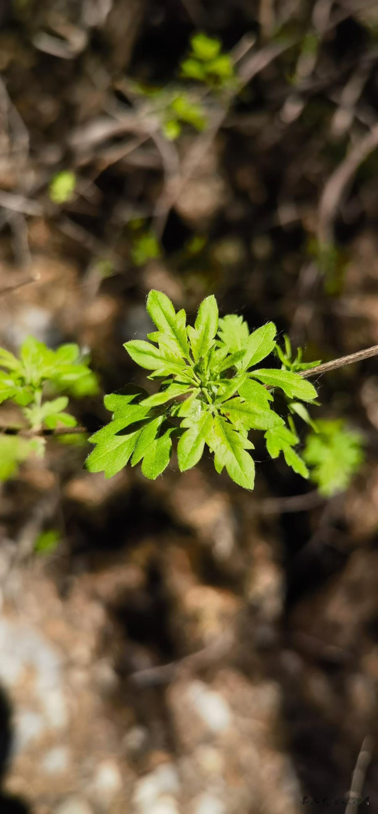 【小对联】
上：……？
下：顺从。