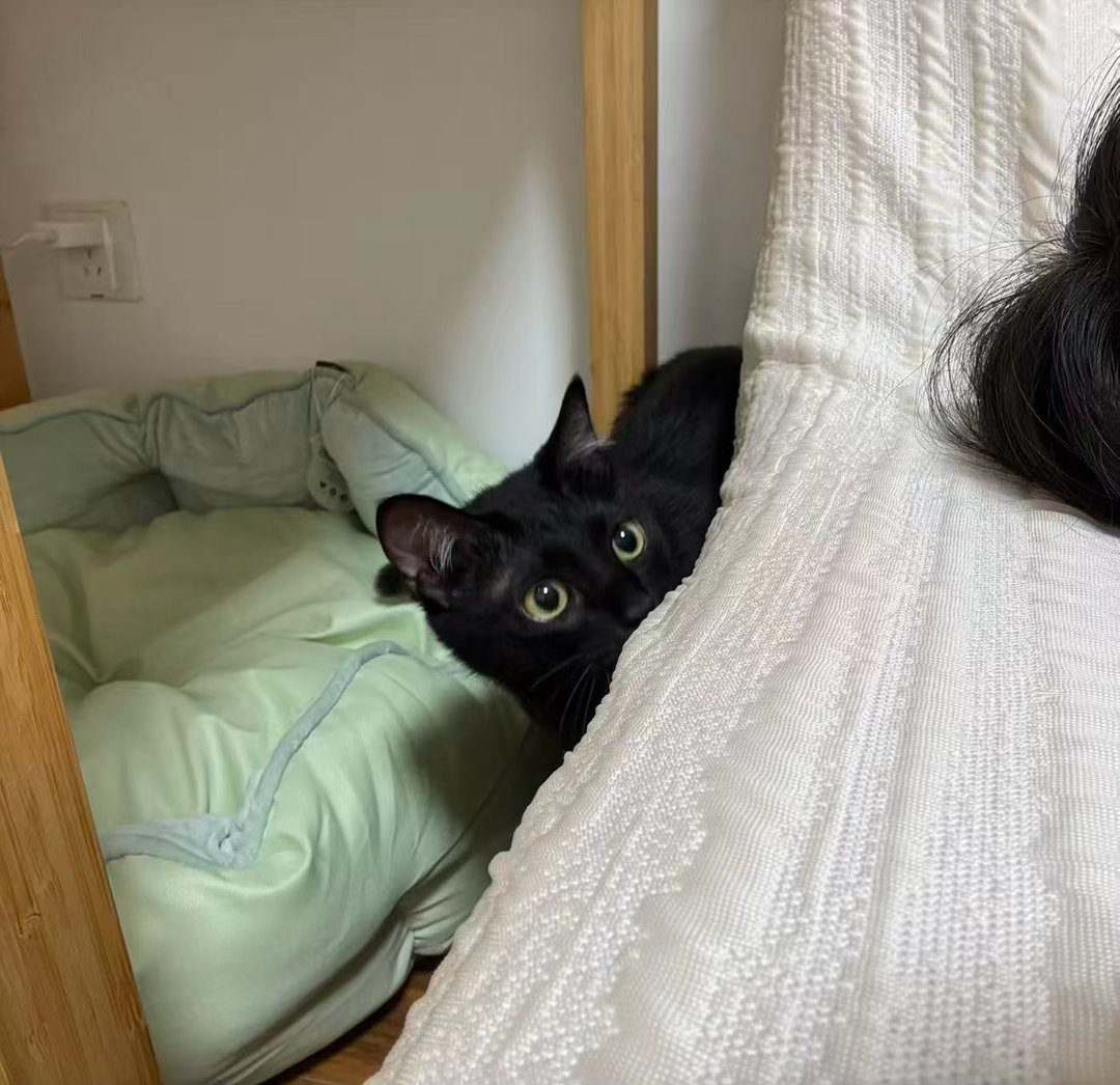 小猫咪 