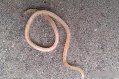 1952 年，我国从苏联引进了 20 克极为珍贵的蛔蒿种子，并将其均分为 4 份