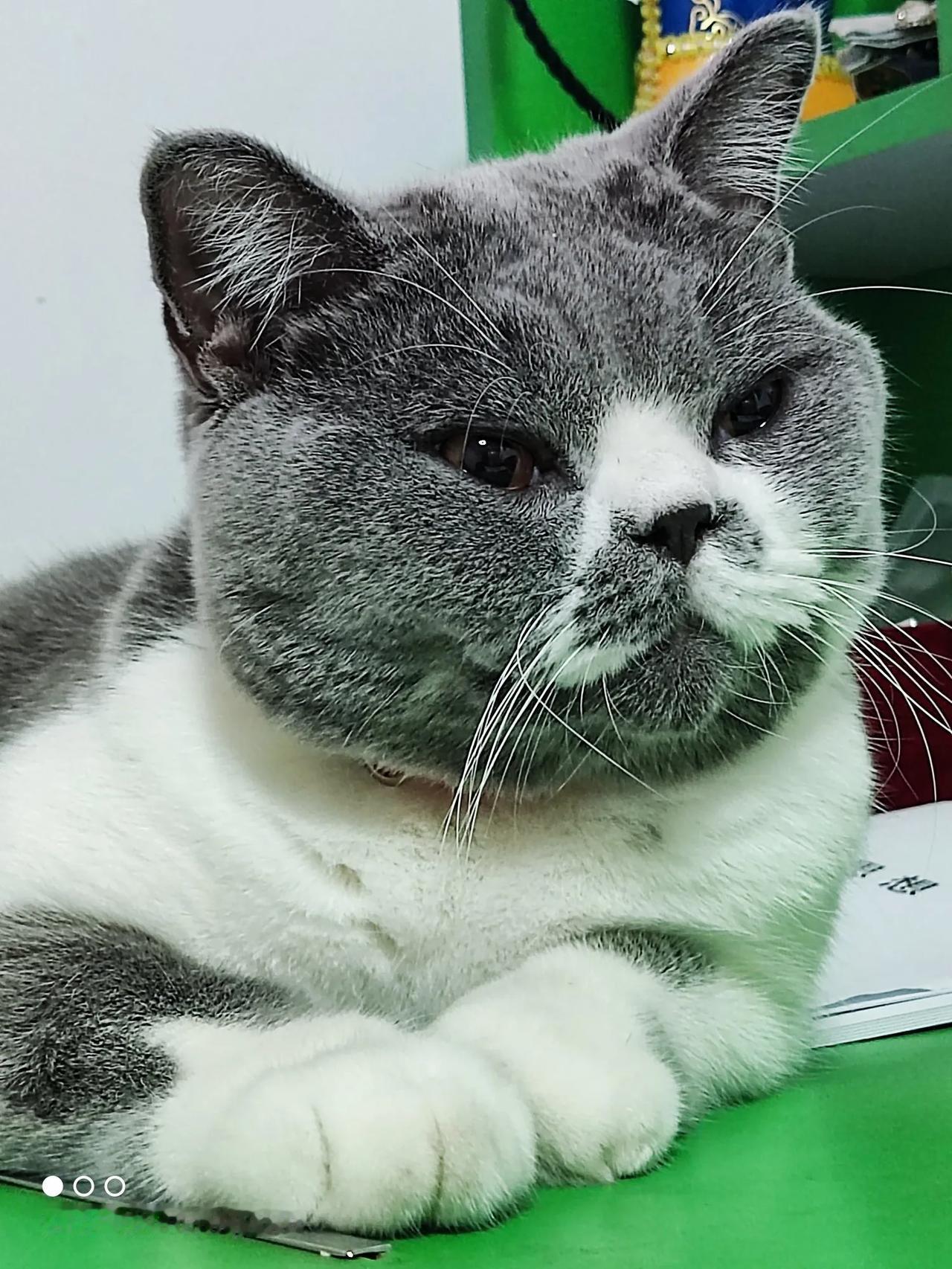 休息的时候，我伏案阅读，这只肥猫跳上桌子，也伏在打开的书页上，抬头观望我，好像在