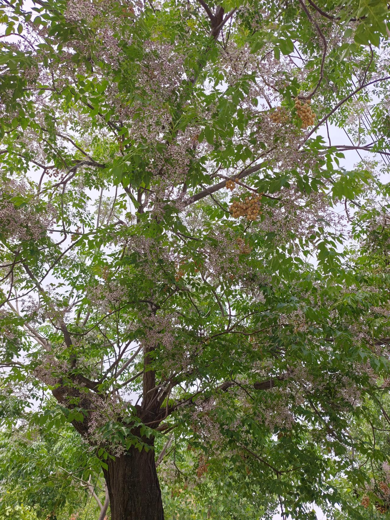 azedarach）的花朵，在传统医学中常用于‌清热解毒、驱虫、止痛‌等治愈树花