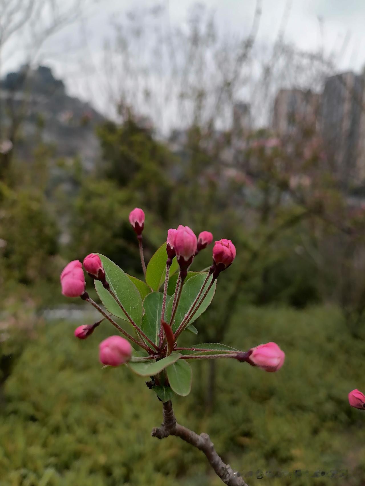 分享一张你相册的拍的花