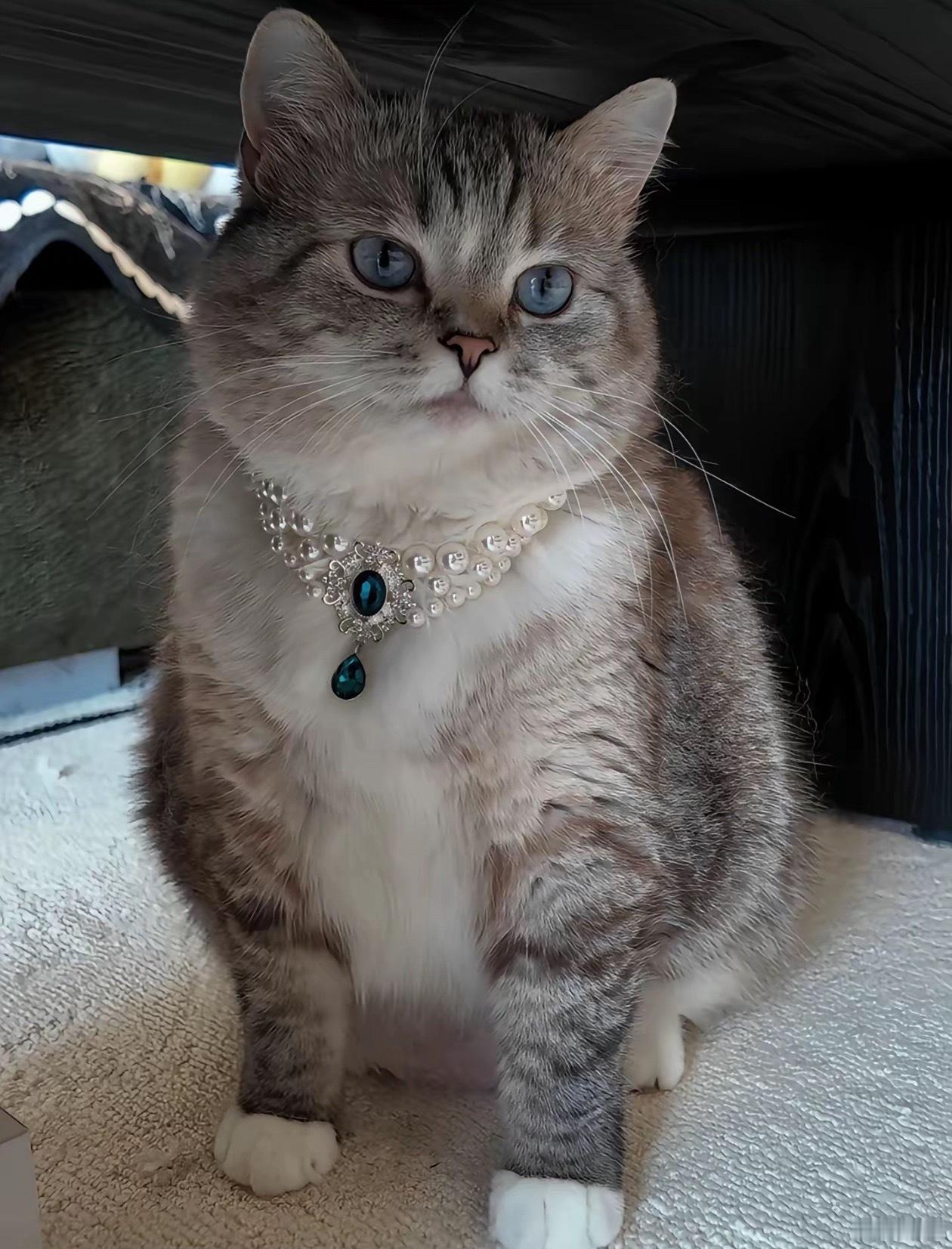 猫咪：你看看这好看吗😾 