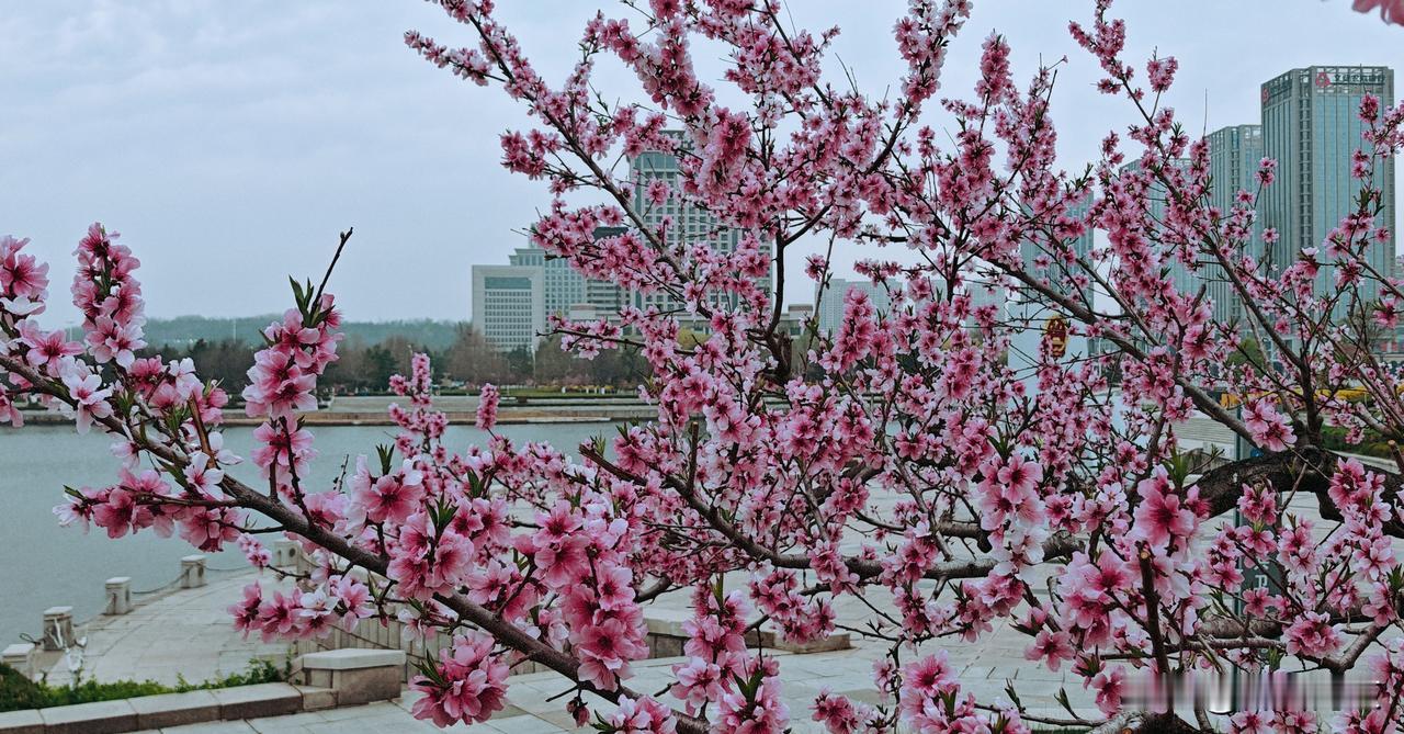 一树桃花临水开
岸边争艳舞风来