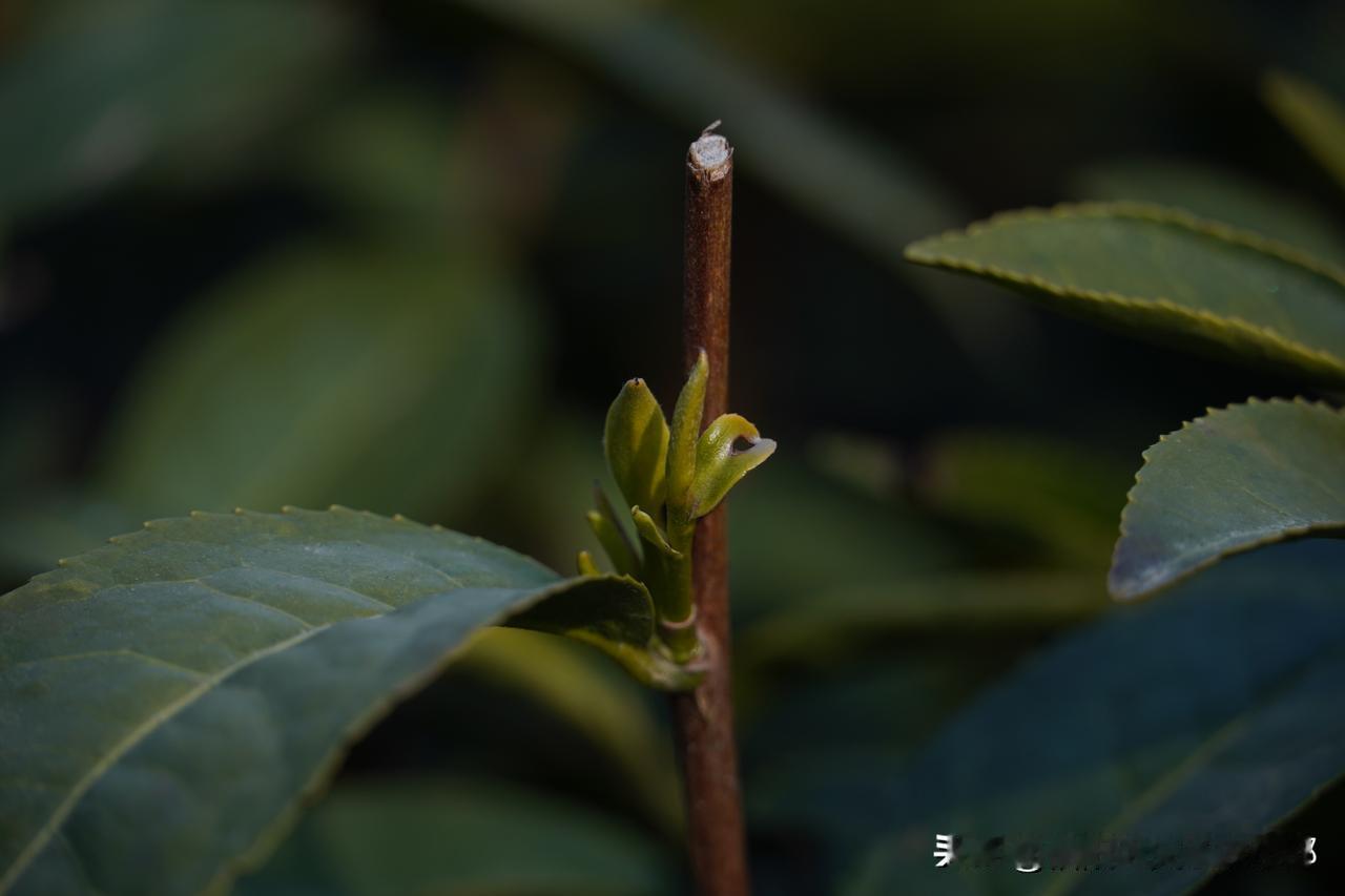 降温信阳倒春寒来了信阳毛尖春茶春茶季春茶上市郑州暴雪信阳茶山近日遭遇2025年首