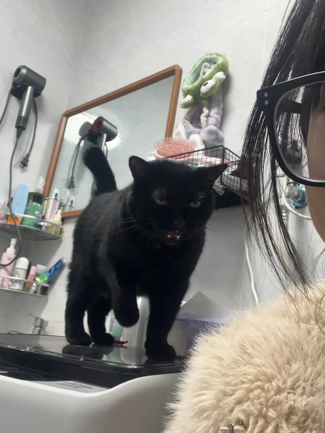 我的猫好像很爱我