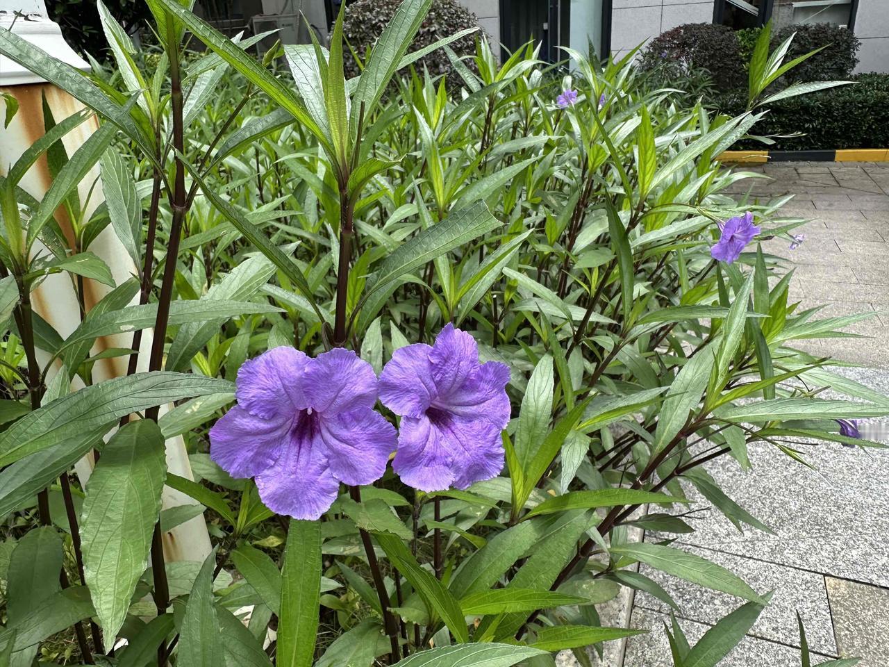 花坛里那丛紫色的小花，原是有名字的。前日听园丁老李说起，方知它唤作