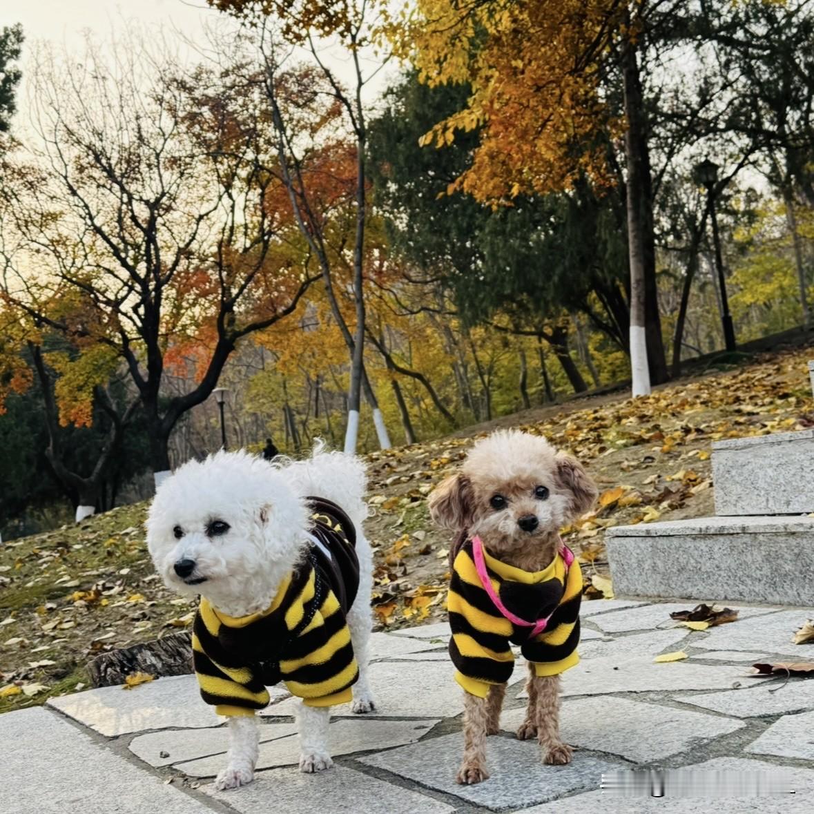 我是个退休的小老太太，今天我在家里给两只毛孩子，来了一场全套的洗护，洗澡、剪指甲