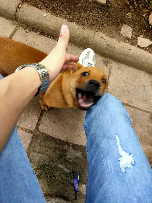 狗咬人是不是一定要赔钱，这事儿还真不能一概而论。从法律上讲，《民法典》规定一般是