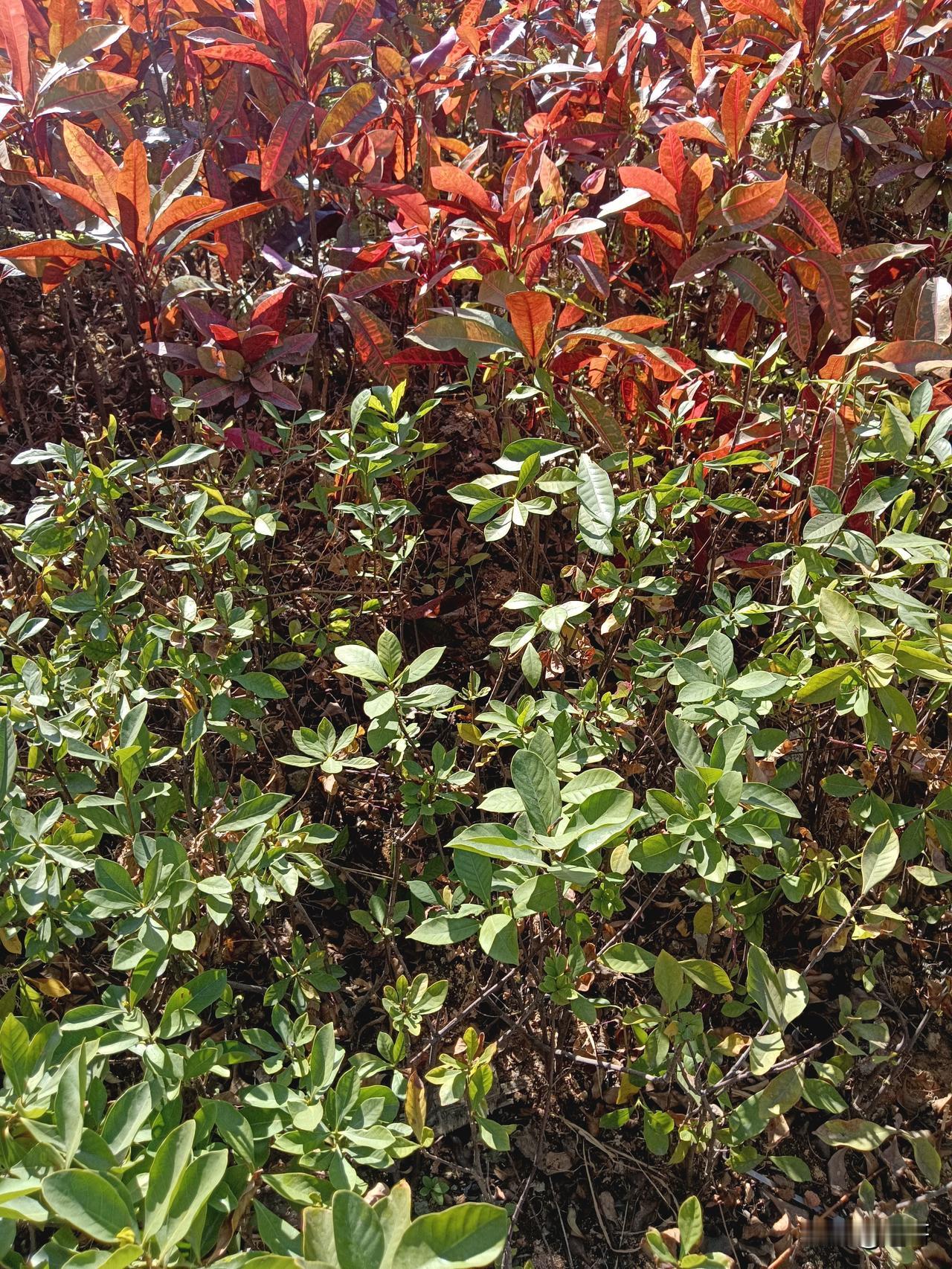 花间一壶酒，独酌无相亲。