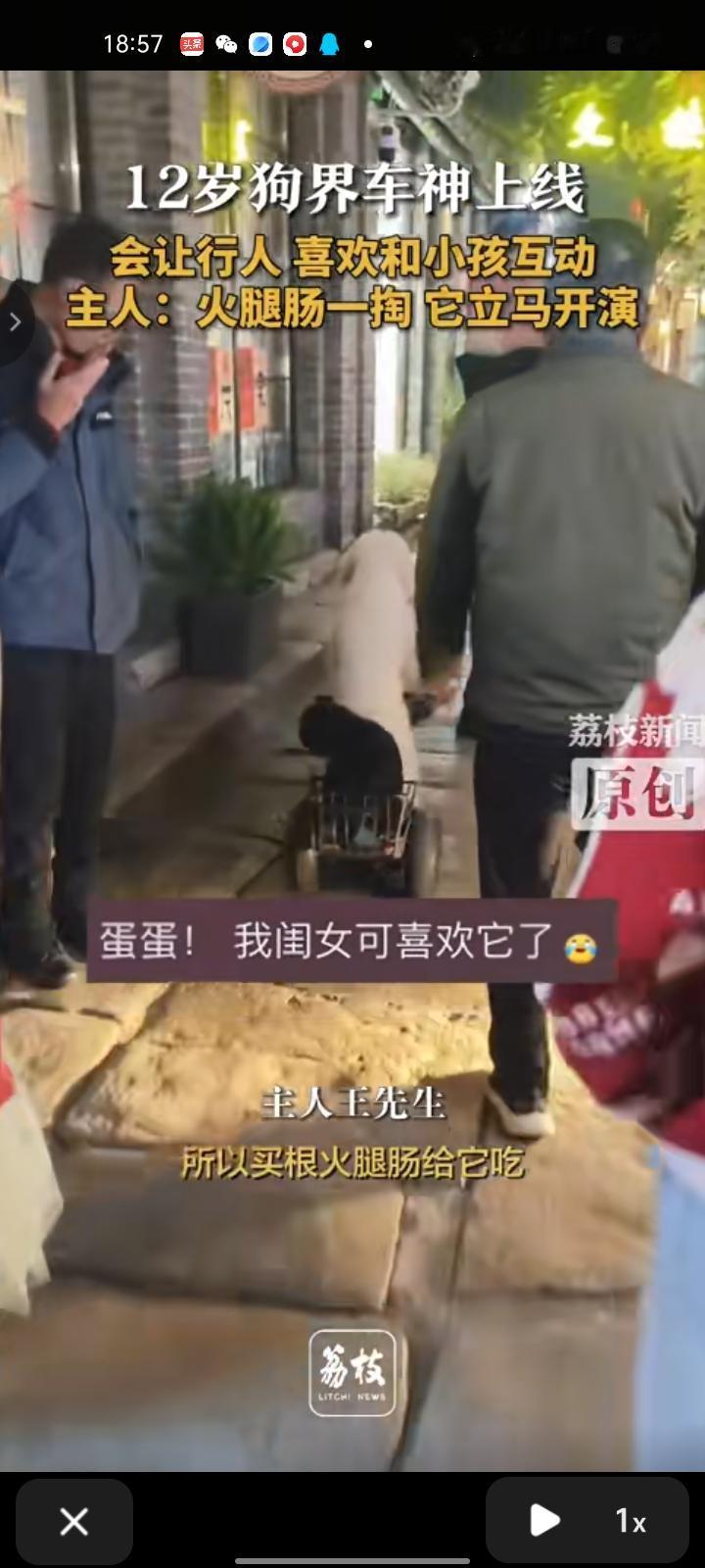 11月28日，江苏淮安。12岁狗界车神上线了！会让行人，和小孩互动，情绪价值爆表