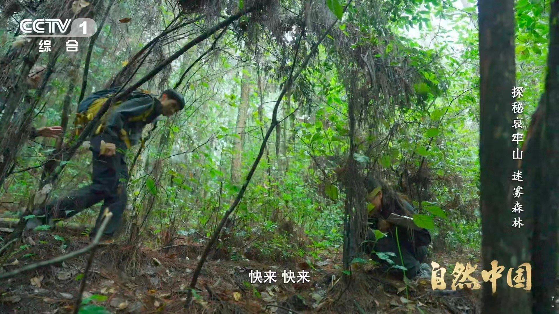 哀牢山神秘植物不靠光合作用存活哀牢山这种花每年仅露面40多天 它并非“寄生”，而