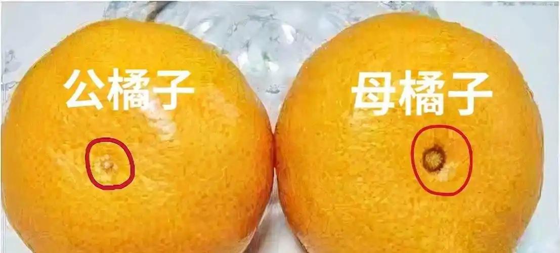 生活常识：桔子类水果，母的比较好吃，母的就是屁股那儿是个圈儿，而不是点儿。