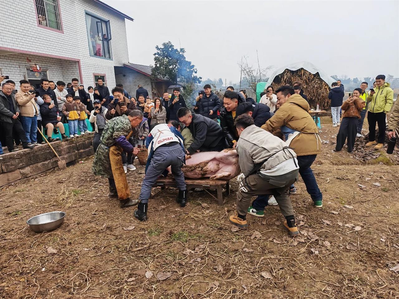 重庆一位女子在网上
发帖求助杀猪，结果引来了上千网友开着车赶来搭把手！这场面比办