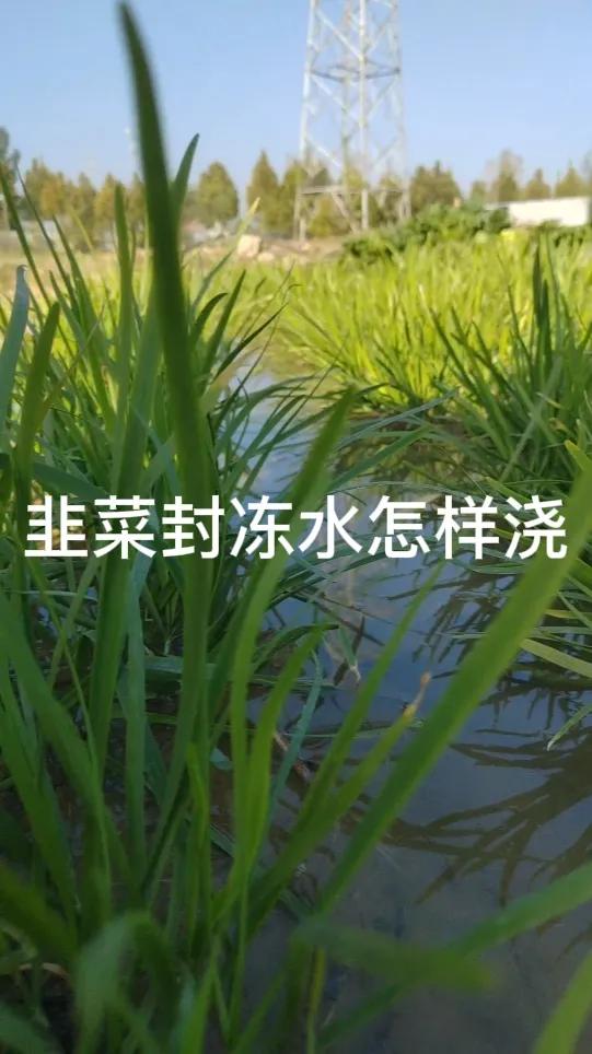 #韭菜的封冻水要怎样浇#在土壤封冻前浇韭菜封冻水。选择晴朗的上午进行浇灌，水温不