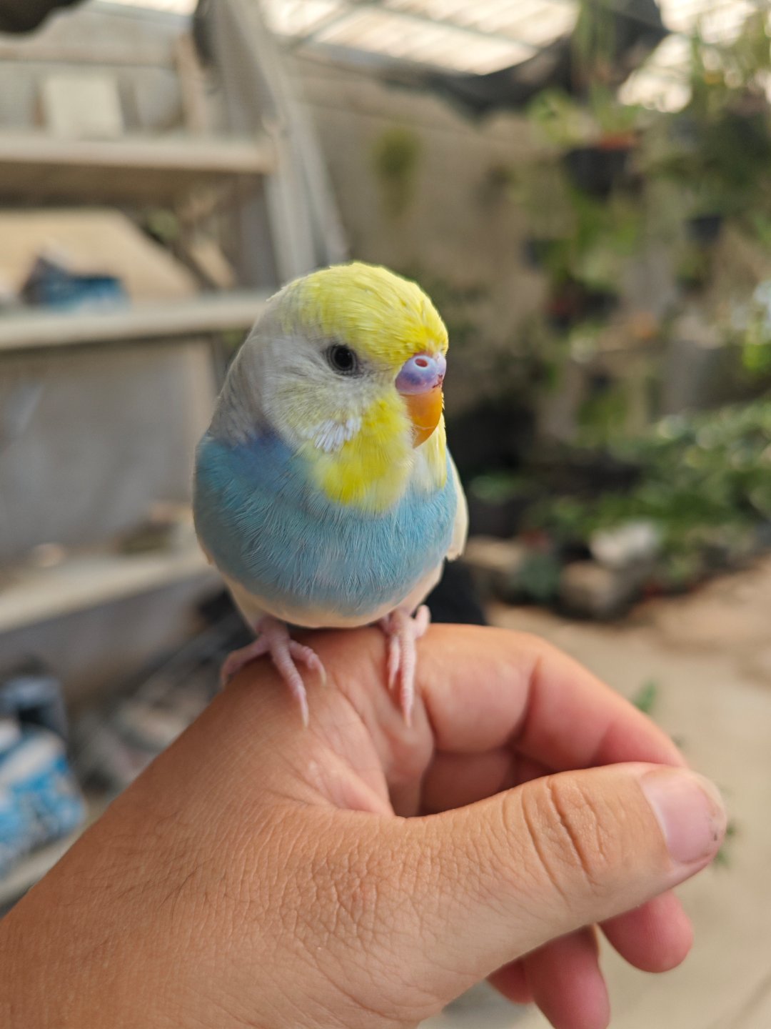 鸟鸟与红花秋石斛 ​​​
