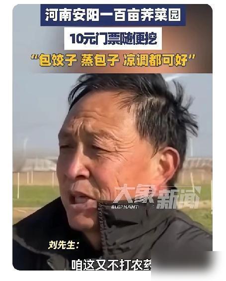 太有头脑了！河南一男子种了100多亩荠菜，由于长势不好，再卖不掉就全烂地里了。