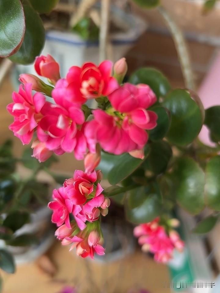 友友们喜欢单瓣长寿花吗?
长寿花单瓣漂亮还是重瓣美？

长寿花的两种美我都喜欢！