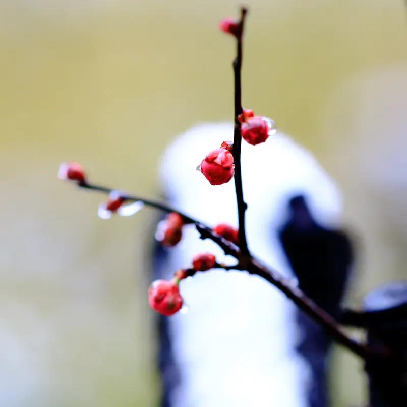 上联：莫道秋日芳菲尽，求下联且闻冬雪梅香来。