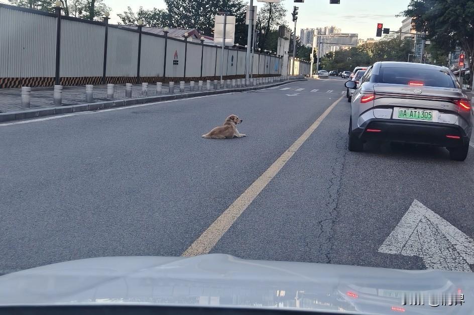 一只小狗趴在马路中央
早高峰的南滨路，车流大、速度快
本以为它命不久矣，没想到遇
