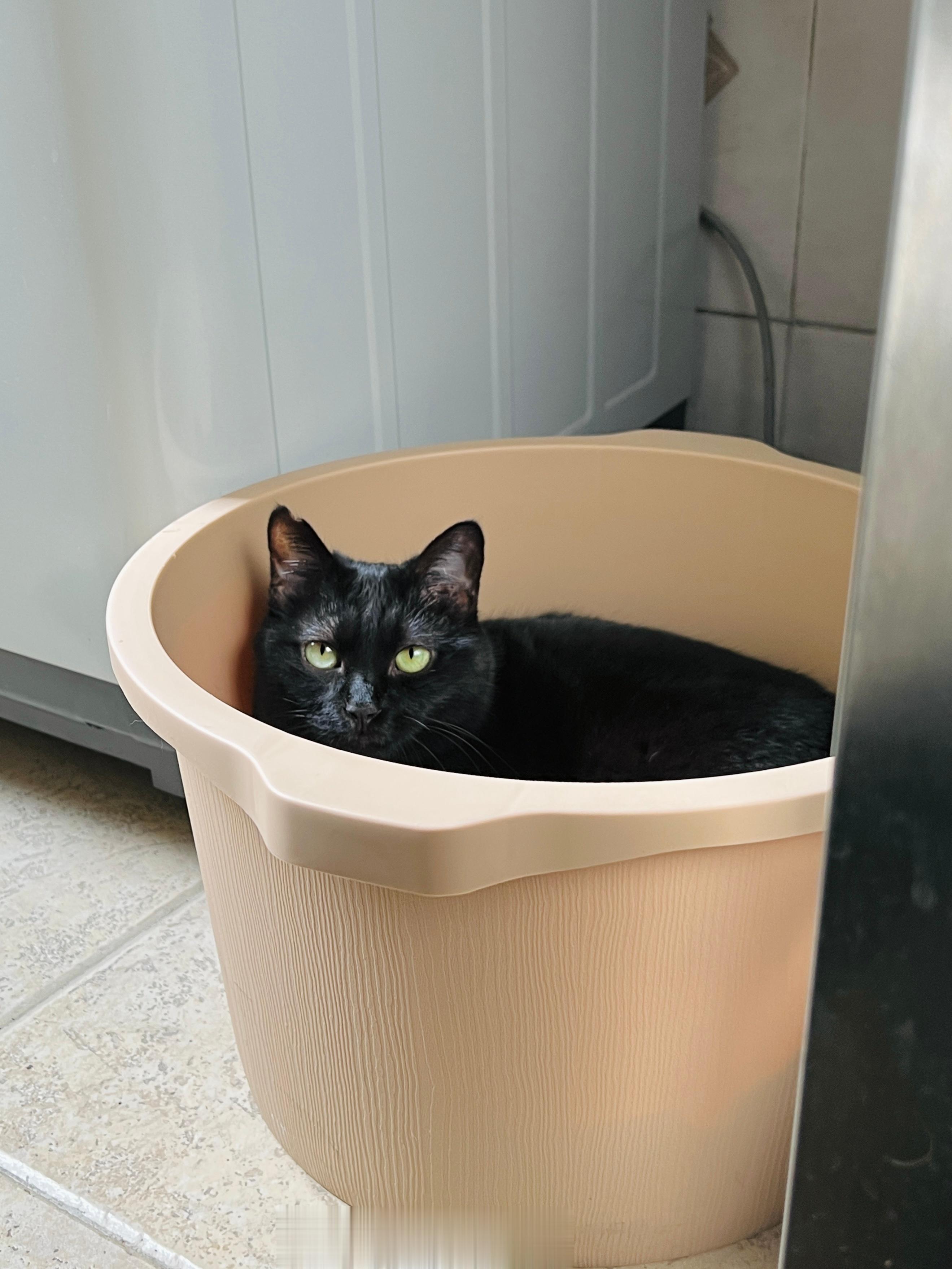 陽光正好時蝦蝦喜歡窩在陽台的泡腳桶裡感受外面流動的空氣#蝦蝦不可以太可愛# ​​