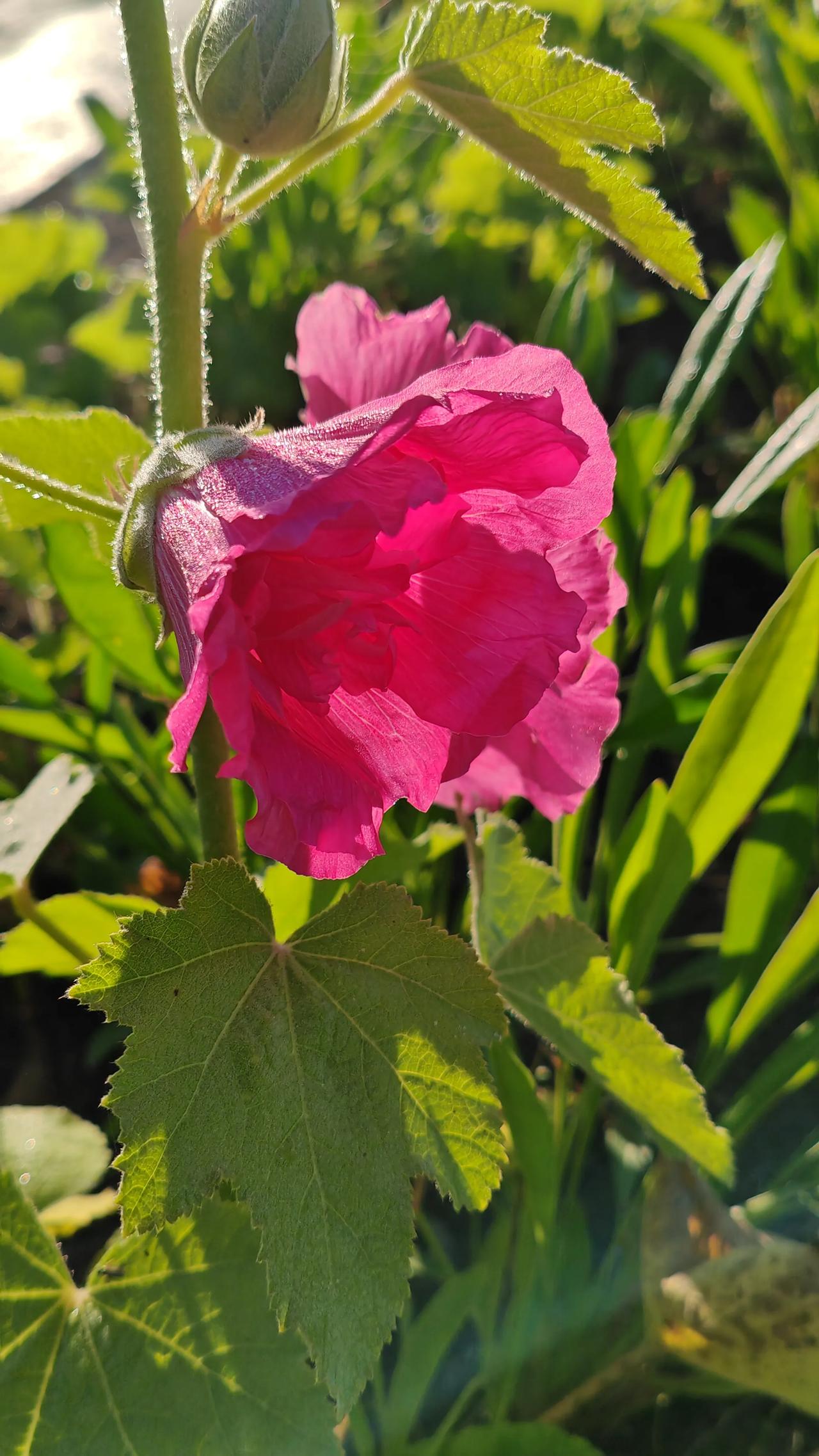 #秋日生活打卡季#秋分时节，枫叶如火，岁月静好，人间美景如画。#随手拍秋季菊花#