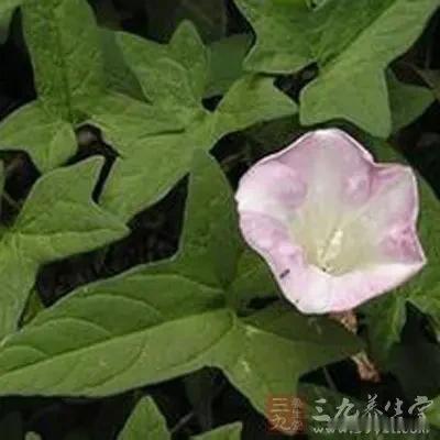 打碗花
           一
无意争春满地爬，
风轻犹自绽小花。
拒向名流输