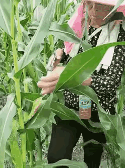 哎呀，看看这两个人在做什么，仔细看她们在往没有成熟的玉米里注射什么东西？真的令人