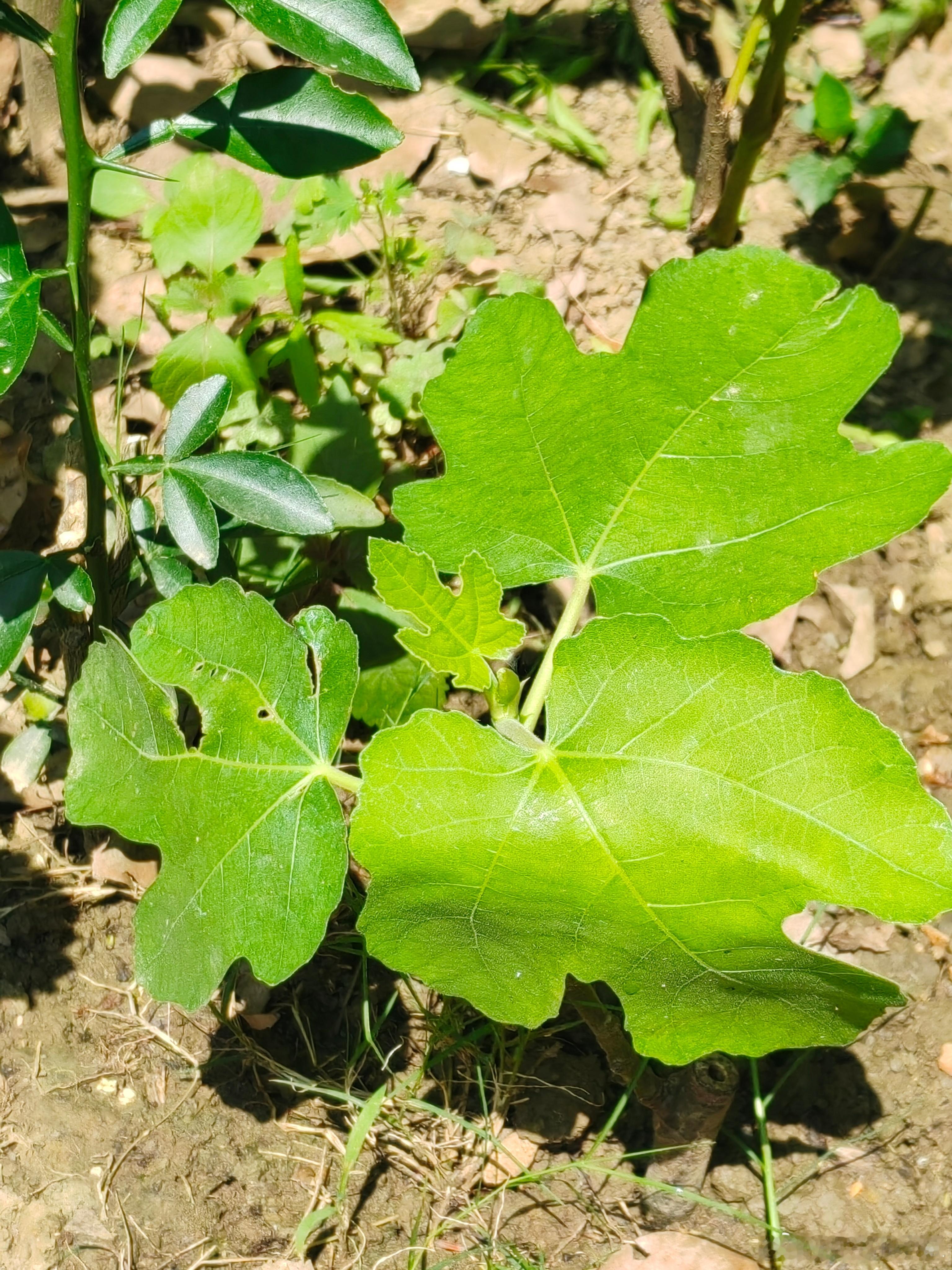生活手记芭劳奈和什么什么紫看起来一样一样的！