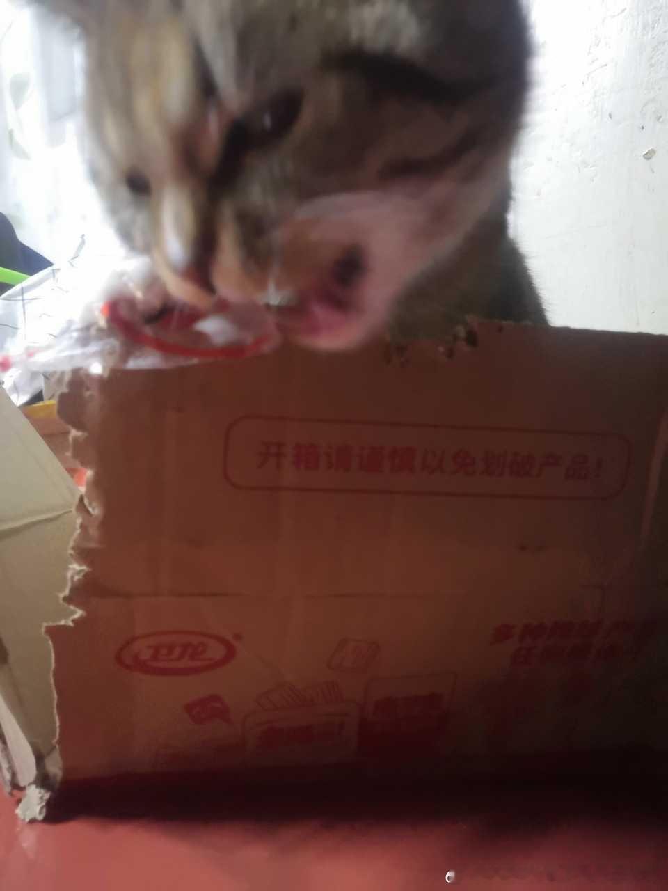 49399【丑猫】很猥琐 