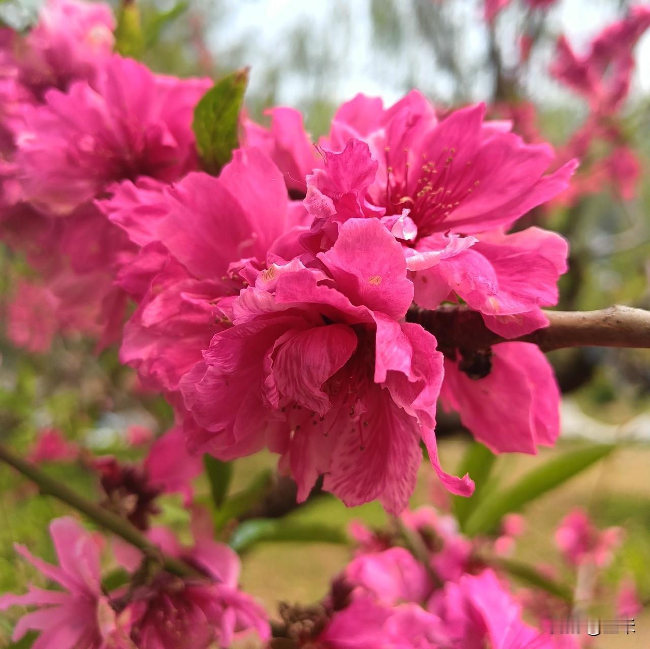 漫天的樱花让人沉醉～～
今天在朝阳公园看到了三种颜色的樱花。
走进朝阳公园，漫步
