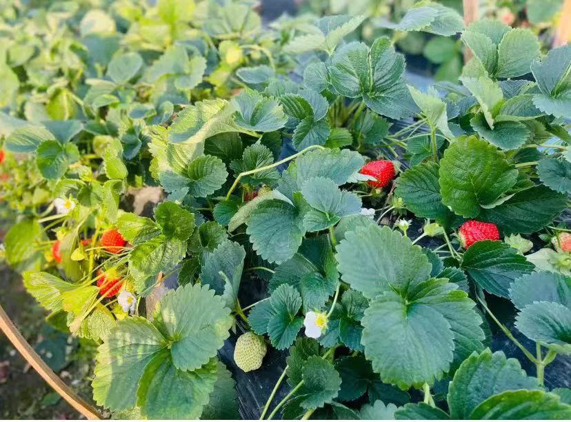 老公懦弱的性格，导致借出去的钱回不来
最近老公突如其来的失业了，今年钱也不好赚，