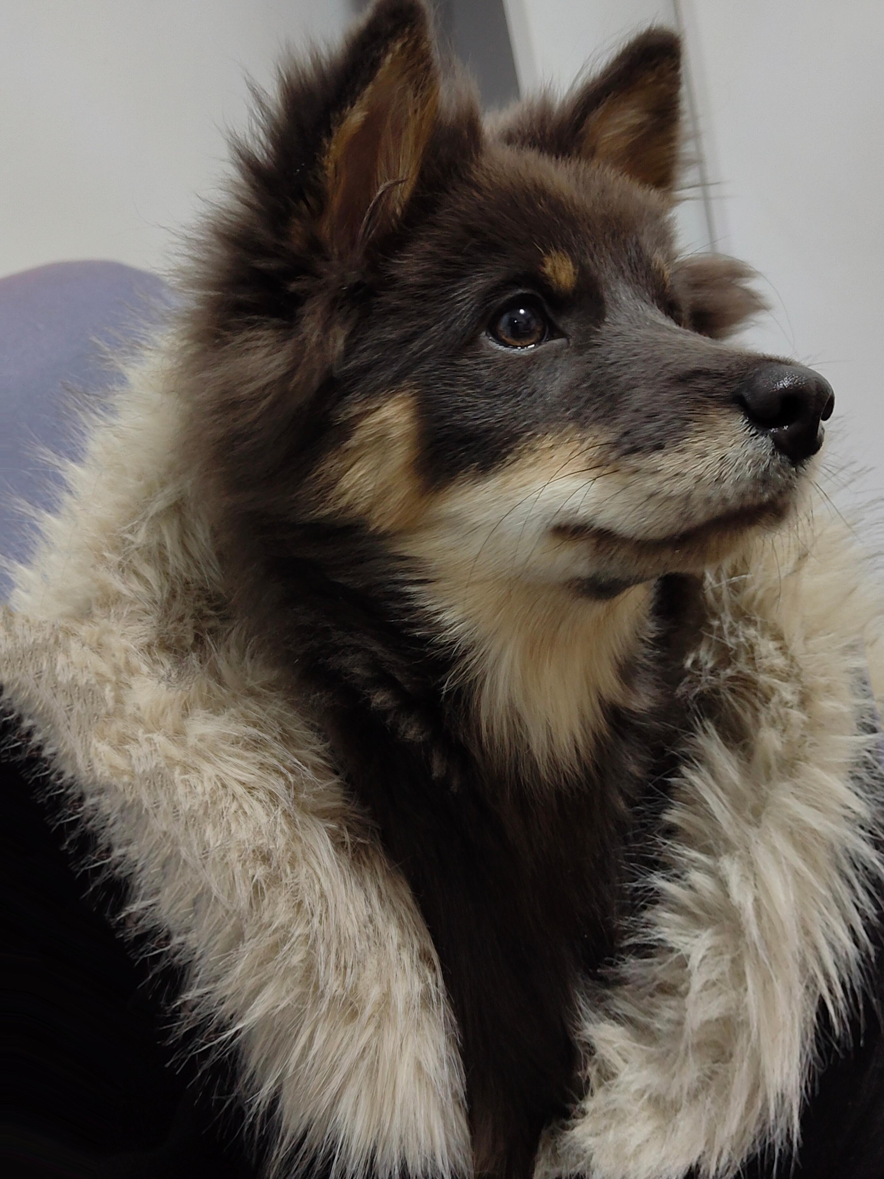 你这个级别的狗没资格汪我 