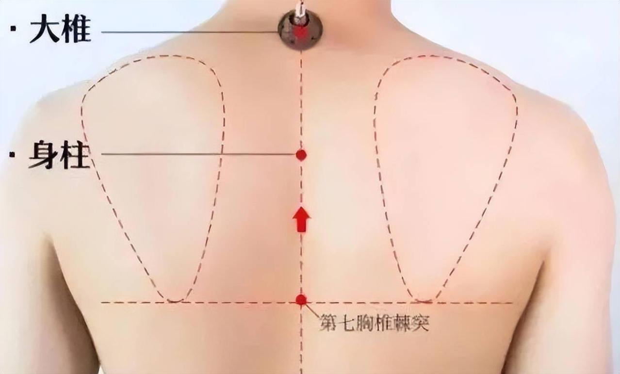 人体自带增高穴，常按按，帮孩子多长5厘米
 
1、【身柱穴】
春主升发，春季常按