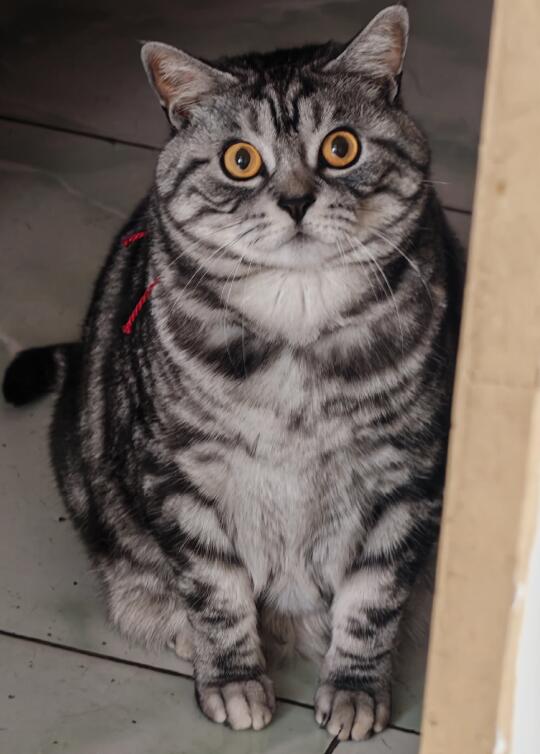 🐱猫咪干饭新宠！宝藏猫粮赶紧码住！