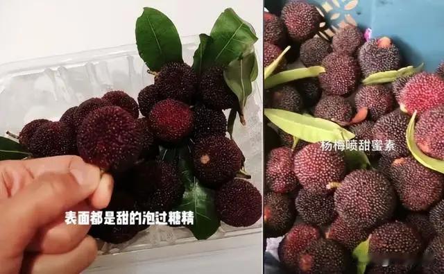 不法商贩才是坑农的罪魁祸首！
近日，福建漳州龙海浮宫镇、白水镇的杨梅进入集中上市