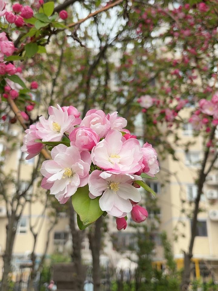 满树樱花散清香，
人间正是好春光。
花开富贵人幸运，
祝你快乐又健康。