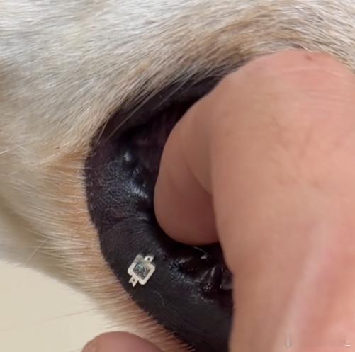 芯片的两头要连接线圈，进行供电和信号传输，只有一个芯片没用的吧而且芯片怎么会这么