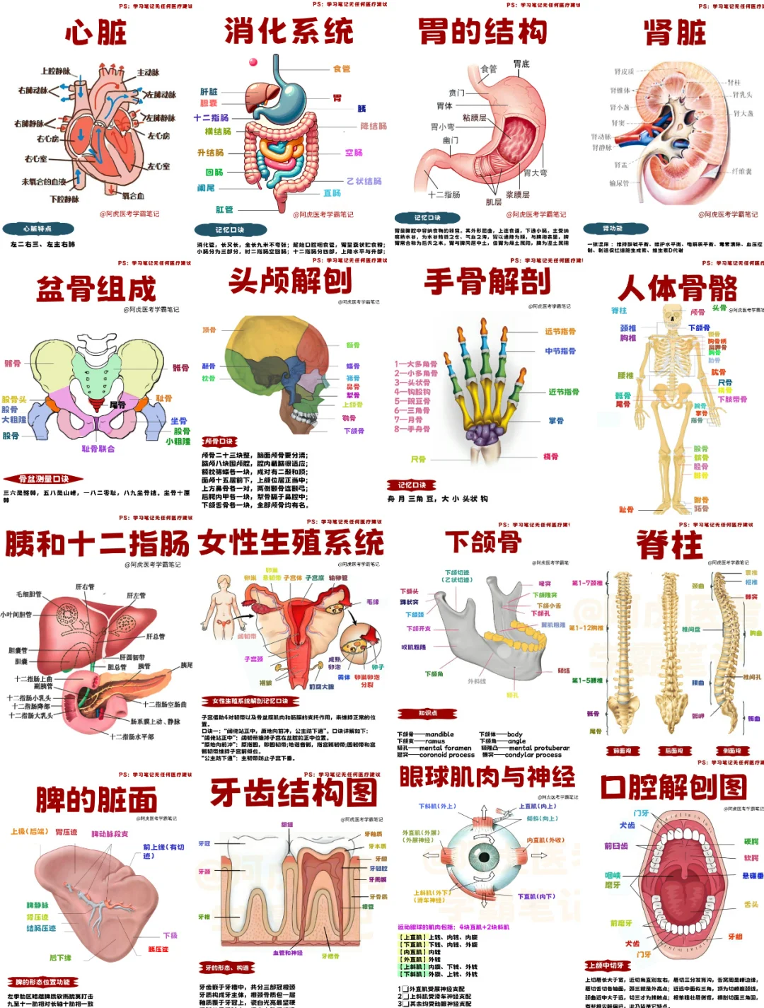 医学生笔记📒｜各种各样的人体器官👆