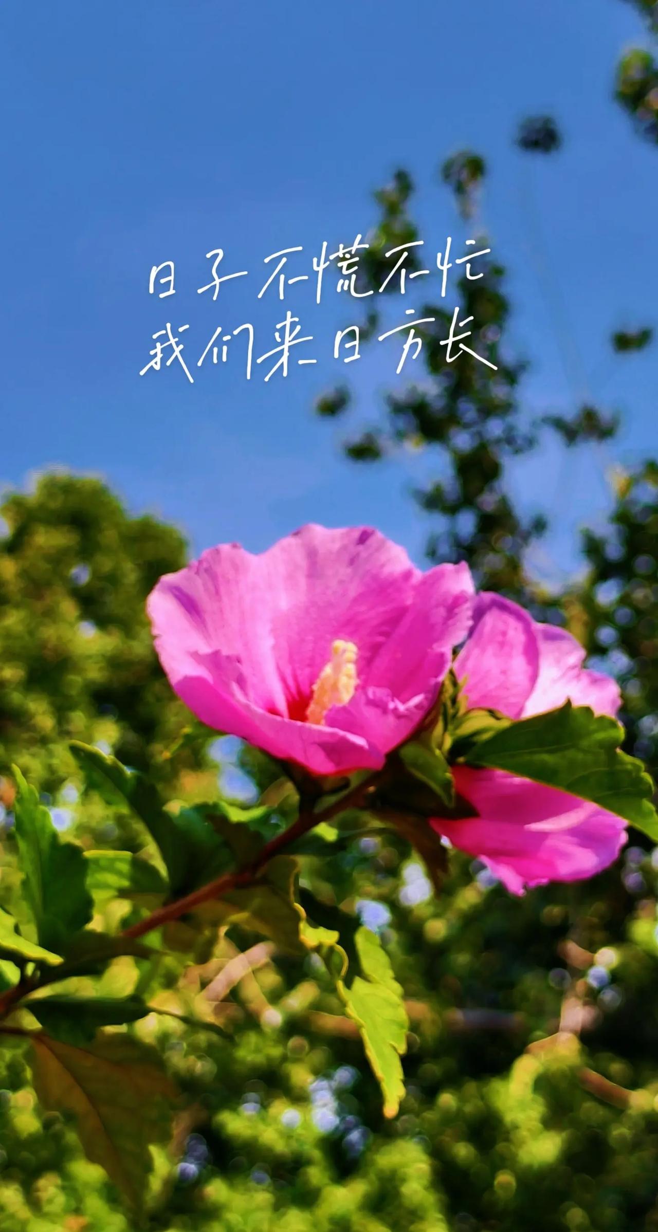 将美好收藏，与热爱并往；不问花开几许，只愿岁月无恙！ 花草无言自愈凡俗 伙伴计划