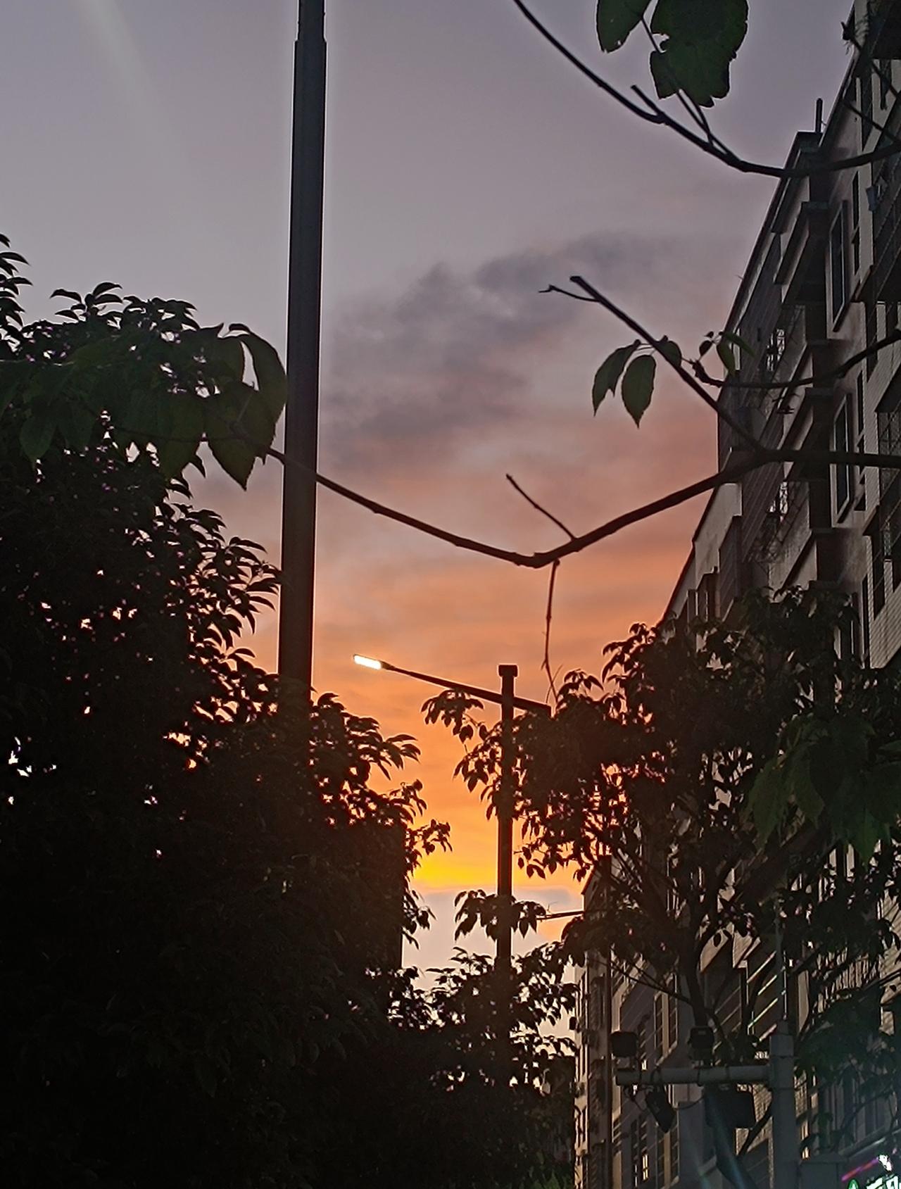 广东一树根像蛇横穿马路那这路是修还是不修先呢？