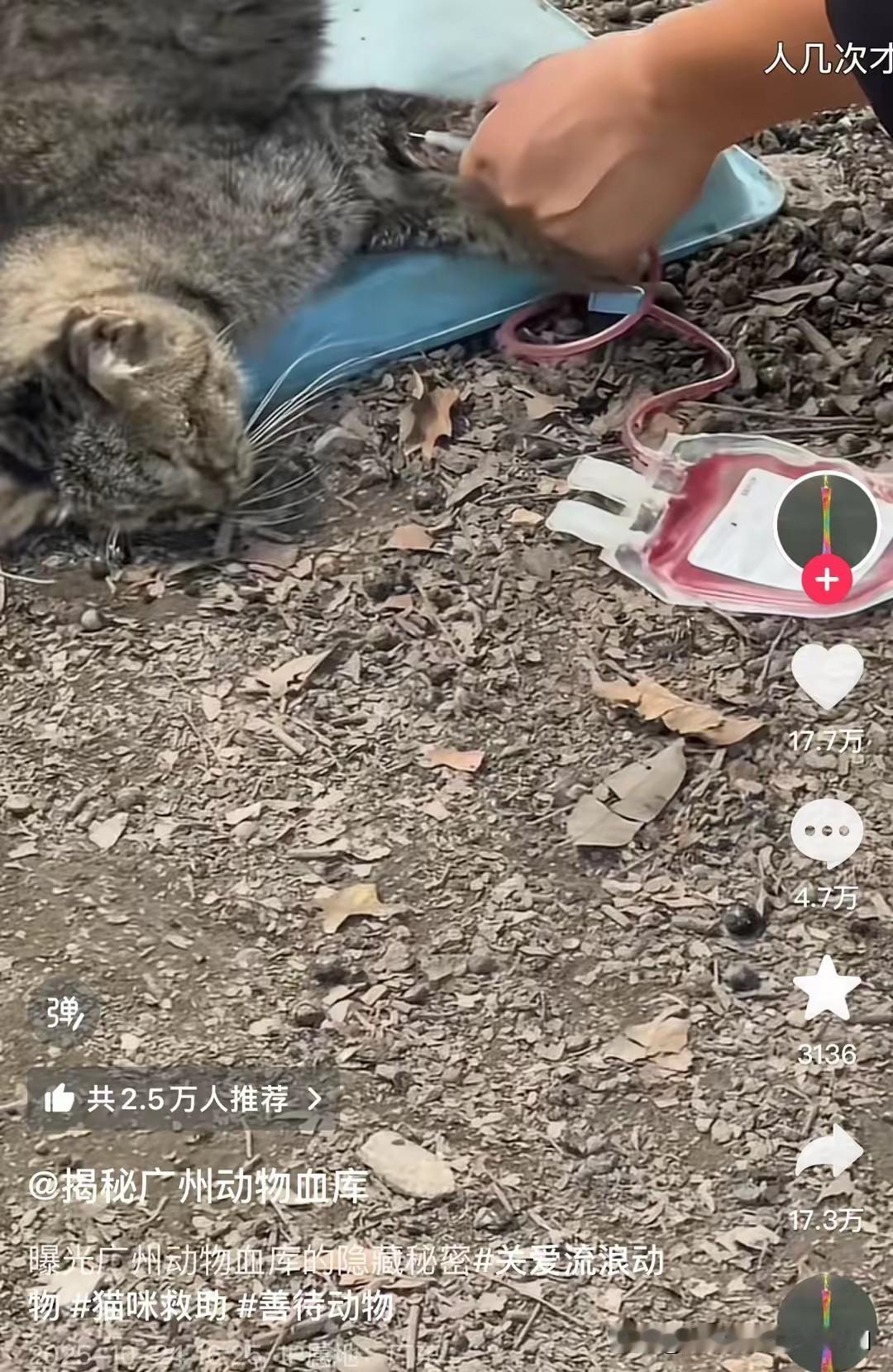 网友爆料动物血库灰色产业链，看过这个视频，那只狸花猫被他像扔破布一样甩来甩去，直