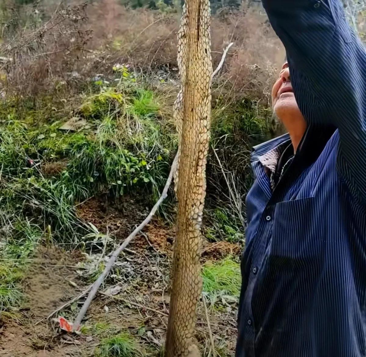焦作男在家门口发现2米长蛇蜕，触摸发软说明大蛇刚完成蜕变！

河南焦作一位郭先生
