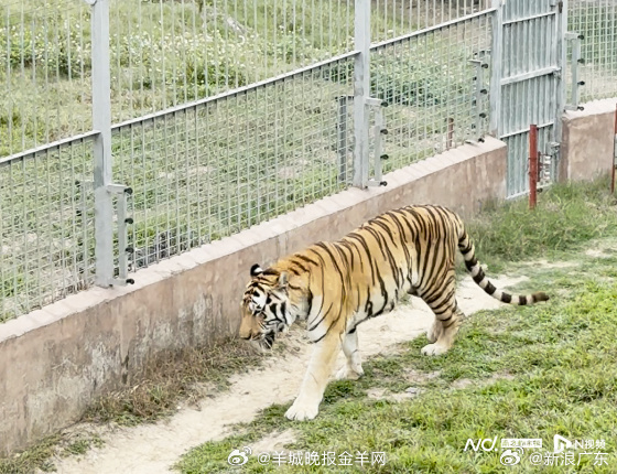 【#东莞动物园老虎瘦骨嶙峋引关注#】#园方回应老虎消瘦系年迈吸收差#近日，有网友