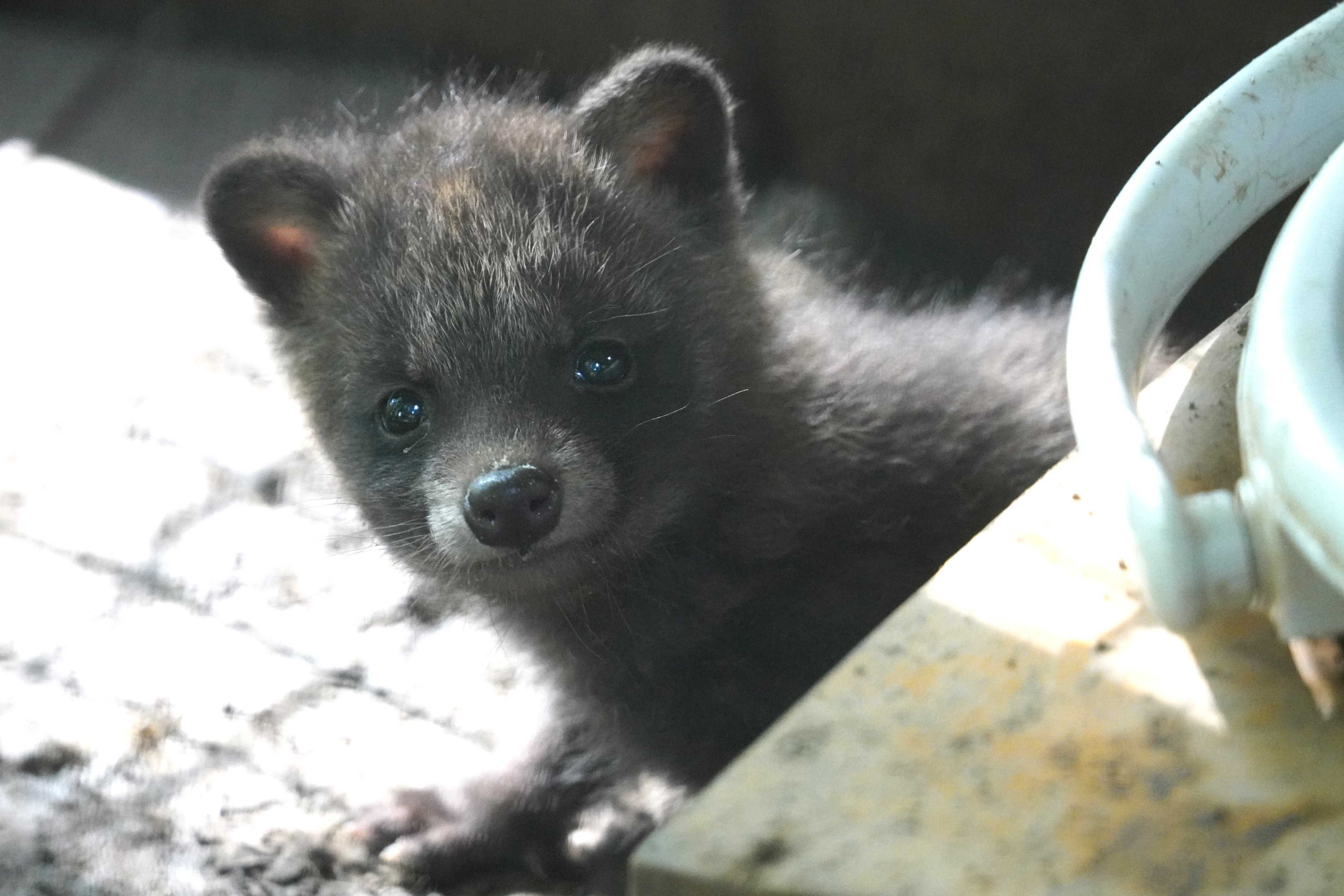 猜猜这是一只什么宝宝